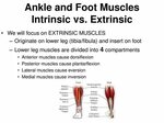 MUSCLES OF THE ANKLE AND FOOT - ppt download